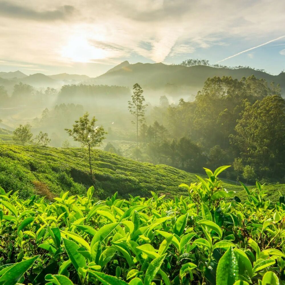 Mleta kava Monsoon Malabar - slika 4